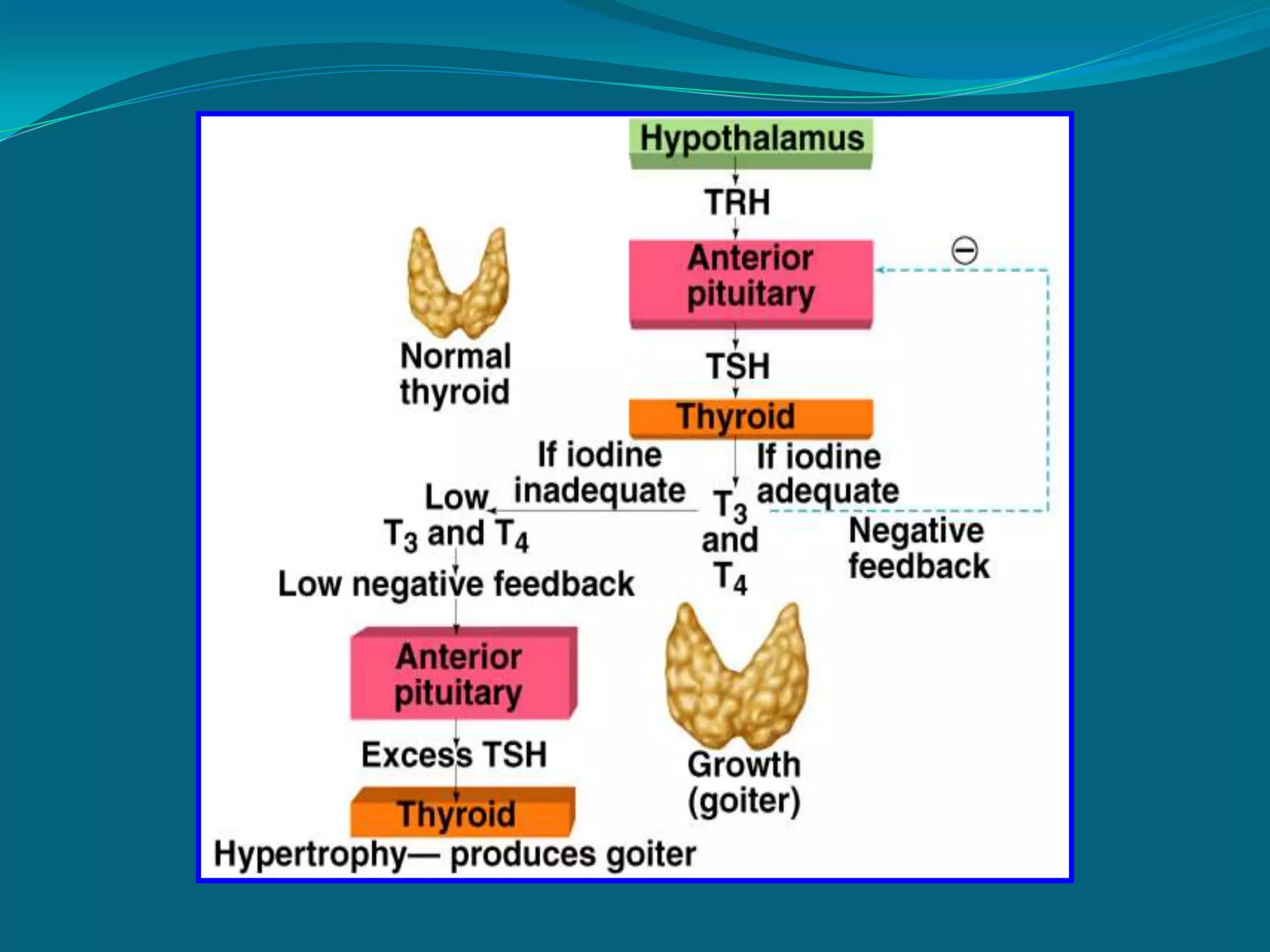   oxidation of nutrients for energy