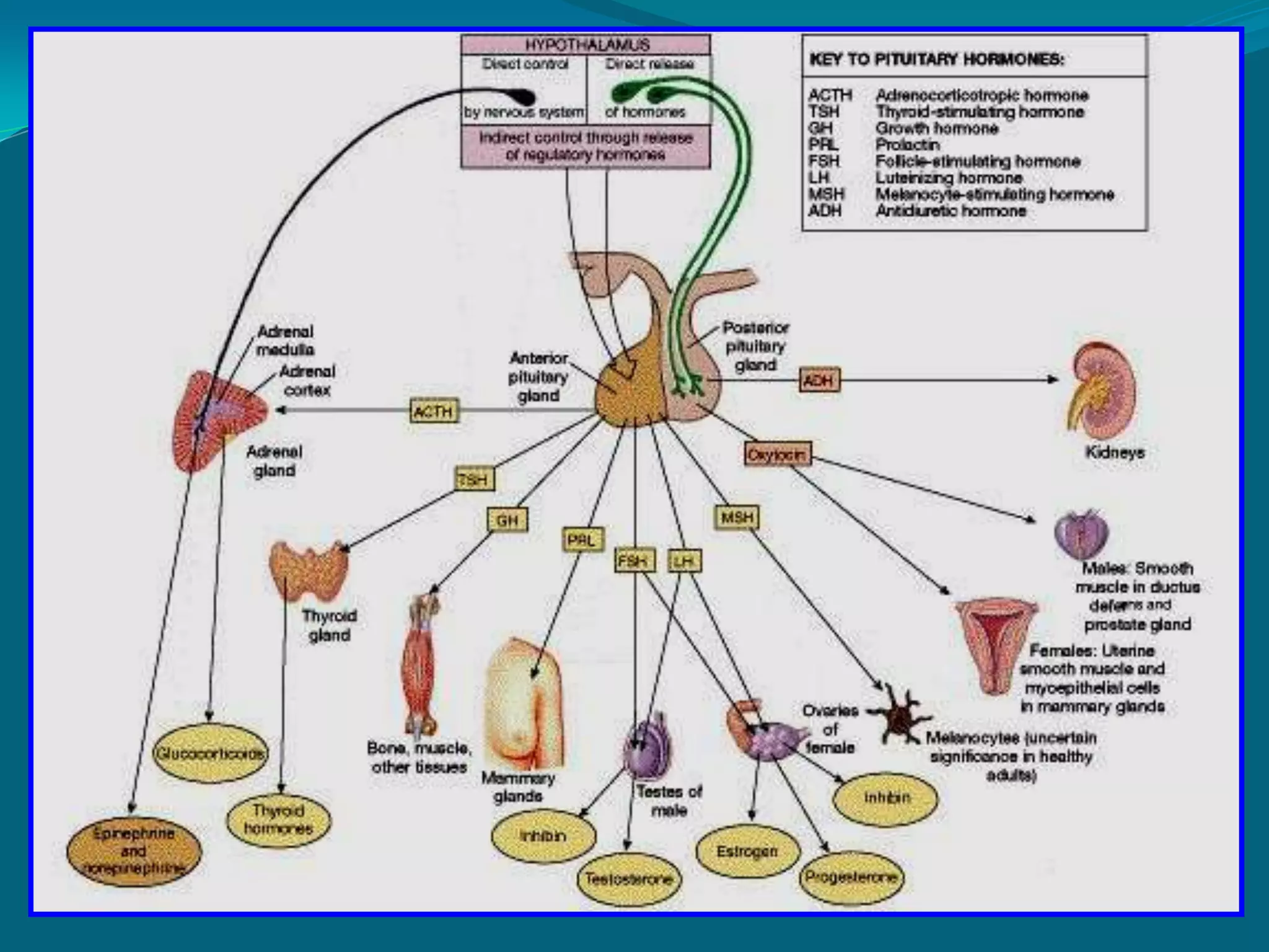 Fluids and electrolytes