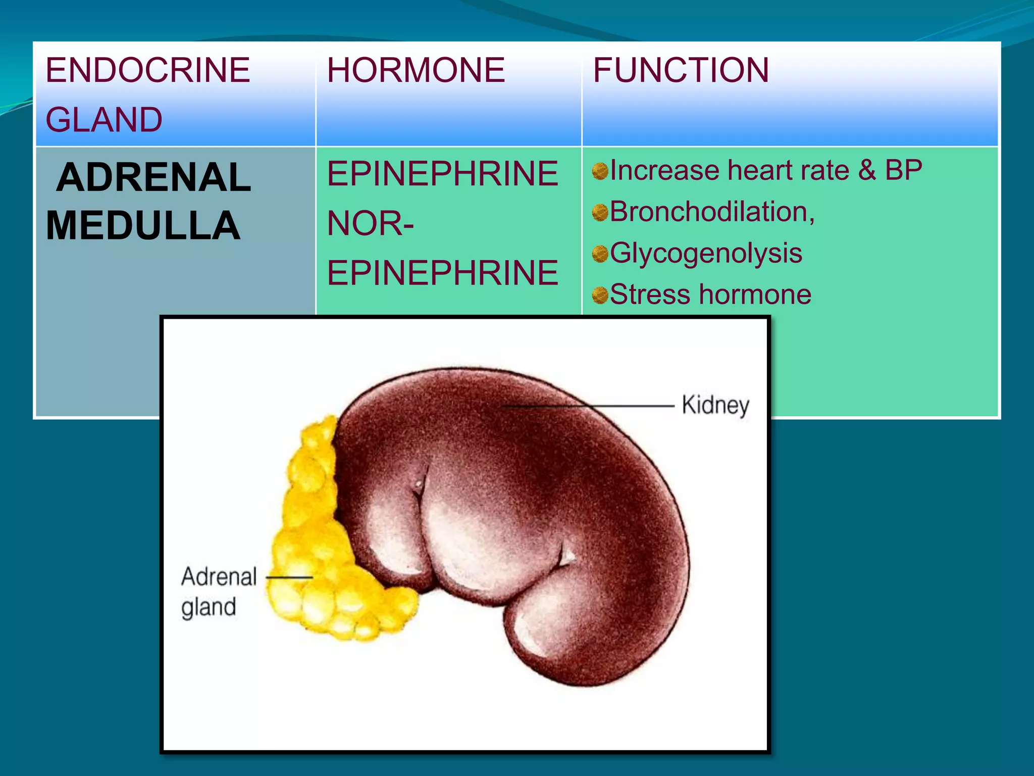 ENDOCRINE GLANDS