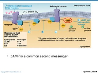 Copyright © 2011 Pearson Education, Inc. Figure 15.2, step 1
Hormone (1st messenger)
binds receptor.
Receptor
Hormones that
act via cAMP
mechanisms:
Epinephrine
ACTH
FSH
LH
Extracellular fluid
Cytoplasm
Glucagon
PTH
TSH
Calcitonin
1
Figure 15.2, step 2
Hormone (1st messenger)
binds receptor.
Receptor
activates G
protein (GS).
Receptor
G protein (GS)
Hormones that
act via cAMP
mechanisms:
Epinephrine
ACTH
FSH
LH
Extracellular fluid
Cytoplasm
GDP
Glucagon
PTH
TSH
Calcitonin
1
2
Figure 15.2, step 3
Hormone (1st messenger)
binds receptor.
Receptor
activates G
protein (GS).
G protein
activates
adenylate
cyclase.
Receptor
G protein (GS)
Adenylate cyclase
Hormones that
act via cAMP
mechanisms:
Epinephrine
ACTH
FSH
LH
Extracellular fluid
Cytoplasm
GDP
Glucagon
PTH
TSH
Calcitonin
1
2 3
Figure 15.2, step 4
Hormone (1st messenger)
binds receptor.
Receptor
G protein (GS)
Adenylate cyclase
Hormones that
act via cAMP
mechanisms:
Epinephrine
ACTH
FSH
LH
Extracellular fluid
Cytoplasm
GDP
Glucagon
PTH
TSH
Calcitonin
1
2 3 4
Figure 15.2, step 5
Hormone (1st messenger)
binds receptor.
cAMP acti-
vates protein
kinases.Receptor
G protein (GS)
Adenylate cyclase
Triggers responses of target cell (activates enzymes,
stimulates cellular secretion, opens ion channel,etc.)
Hormones that
act via cAMP
mechanisms:
Epinephrine
ACTH
FSH
LH
Inactive
protein
Extracellular fluid
Cytoplasm
Active
protein
GDP
Glucagon
PTH
TSH
Calcitonin
1
4
5
• cAMP is a common second messenger.
 