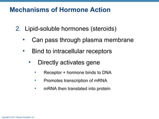 Copyright © 2011 Pearson Education, Inc.
Mechanisms of Hormone Action
2. Lipid-soluble hormones (steroids)
• Can pass through plasma membrane
• Bind to intracellular receptors
• Directly activates gene
• Receptor + hormone binds to DNA
• Promotes transcription of mRNA
• mRNA then translated into protein
 