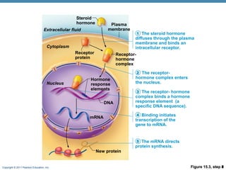 Copyright © 2011 Pearson Education, Inc. Figure 15.3, step 1
Receptor-
hormone
complex
Receptor
protein
Cytoplasm
Nucleus
Extracellular fluid
Steroid
hormone
The steroid hormone
diffuses through the plasma
membrane and binds an
intracellular receptor.
Plasma
membrane
1
Figure 15.3, step 2
Receptor-
hormone
complex
Receptor
protein
Cytoplasm
Nucleus
Extracellular fluid
Steroid
hormone
The steroid hormone
diffuses through the plasma
membrane and binds an
intracellular receptor.
The receptor-
hormone complex enters
the nucleus.
Plasma
membrane
1
2
Figure 15.3, step 3
DNA
Hormone
response
elements
Receptor-
hormone
complex
Receptor
protein
Cytoplasm
Nucleus
Extracellular fluid
Steroid
hormone
The steroid hormone
diffuses through the plasma
membrane and binds an
intracellular receptor.
The receptor-
hormone complex enters
the nucleus.
The receptor- hormone
complex binds a hormone
response element (a
specific DNA sequence).
Plasma
membrane
1
2
3
Figure 15.3, step 4
mRNA
DNA
Hormone
response
elements
Receptor-
hormone
complex
Receptor
protein
Cytoplasm
Nucleus
Extracellular fluid
Steroid
hormone
The steroid hormone
diffuses through the plasma
membrane and binds an
intracellular receptor.
The receptor-
hormone complex enters
the nucleus.
The receptor- hormone
complex binds a hormone
response element (a
specific DNA sequence).
Binding initiates
transcription of the
gene to mRNA.
Plasma
membrane
1
2
3
4
Figure 15.3, step 5
mRNA
New protein
DNA
Hormone
response
elements
Receptor-
hormone
complex
Receptor
protein
Cytoplasm
Nucleus
Extracellular fluid
Steroid
hormone
The steroid hormone
diffuses through the plasma
membrane and binds an
intracellular receptor.
The receptor-
hormone complex enters
the nucleus.
The receptor- hormone
complex binds a hormone
response element (a
specific DNA sequence).
Binding initiates
transcription of the
gene to mRNA.
The mRNA directs
protein synthesis.
Plasma
membrane
1
2
3
4
5
 