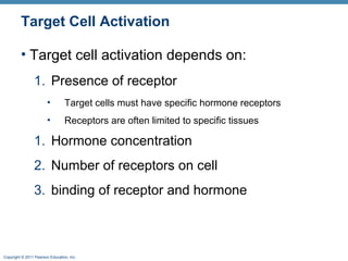Copyright © 2011 Pearson Education, Inc.
Target Cell Activation
• Target cell activation depends on:
1. Presence of receptor
• Target cells must have specific hormone receptors
• Receptors are often limited to specific tissues
1. Hormone concentration
2. Number of receptors on cell
3. binding of receptor and hormone
 