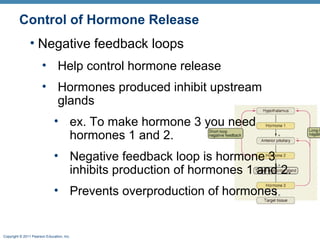 Copyright © 2011 Pearson Education, Inc.
Control of Hormone Release
• Negative feedback loops
• Help control hormone release
• Hormones produced inhibit upstream
glands
• ex. To make hormone 3 you need
hormones 1 and 2.
• Negative feedback loop is hormone 3
inhibits production of hormones 1 and 2.
• Prevents overproduction of hormones
 