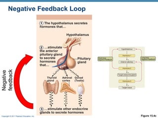 Copyright © 2011 Pearson Education, Inc. Figure 15.4c
Hypothalamus
Thyroid
gland
Adrenal
cortex
Gonad
(Testis)
Pituitary
gland
1 The hypothalamus secretes
hormones that…
2 …stimulate
the anterior
pituitary gland
to secrete
hormones
that…
3 …stimulate other endocrine
glands to secrete hormones
Negative
feedbackNegative Feedback Loop
 