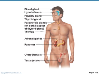 Copyright © 2011 Pearson Education, Inc. Figure 15.1
Pineal gland
Hypothalamus
Pituitary gland
Parathyroid glands
(on dorsal aspect
of thyroid gland)
Thymus
Thyroid gland
Adrenal glands
Pancreas
Ovary (female)
Testis (male)
 