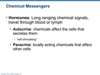 Copyright © 2011 Pearson Education, Inc.
Chemical Messengers
• Hormones: Long ranging chemical signals,
travel through blood or lymph
• Autocrine: chemicals affect the cells that
secretes them
• “self stimulating”
• Paracrine: locally acting chemicals that affect
other cells
 