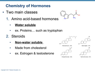 Copyright © 2011 Pearson Education, Inc.
Chemistry of Hormones
• Two main classes
1. Amino acid-based hormones
• Water soluble
• ex. Proteins… such as tryptophan
2. Steroids
• Non-water soluble
• Made from cholesterol
• ex. Estrogen & testosterone
 