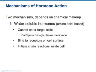 Copyright © 2011 Pearson Education, Inc.
Mechanisms of Hormone Action
Two mechanisms, depends on chemical makeup
1. Water-soluble hormones (amino acid–based)
• Cannot enter target cells
• Can’t pass through plasma membrane
• Bind to receptors on cell surface
• Initiate chain reactions inside cell
 