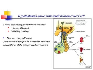 Hypothalamus nuclei with small neurosecretory cell
Secrete adenohypophyseal tropic hormones:
 releasing (liberins)
 inhibiting (statins)
 Neurosecretory cell axons:
form axovasal synapses in the median eminence
on capillaries of the primary capillary network
 