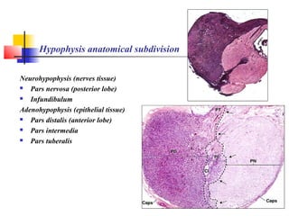 Hypophysis anatomical subdivision
Neurohypophysis (nerves tissue)
 Pars nervosa (posterior lobe)
 Infundibulum
Adenohypophysis (epithelial tissue)
 Pars distalis (anterior lobe)
 Pars intermedia
 Pars tuberalis
 