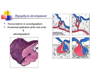 Hypophysis development
 Neuroectoderm ⇒ neurohypophysis
 Ectodermal epithelium of the oral cavity
⇓
adenohypophysis
 