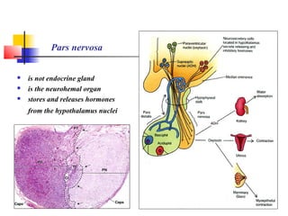 Pars nervosa
 is not endocrine gland
 is the neurohemal organ
 stores and releases hormones
from the hypothalamus nuclei
 