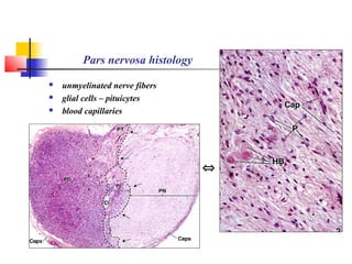 Pars nervosa histology
 unmyelinated nerve fibers
 glial cells – pituicytes
 blood capillaries
⇔
 