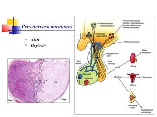 Pars nervosa hormones
 ADH
 Oxytocin
 