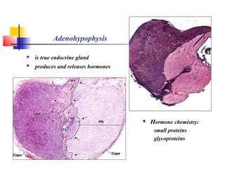 Adenohypophysis
 is true endocrine gland
 produces and releases hormones
 Hormone chemistry:
small proteins
glycoproteins
 
