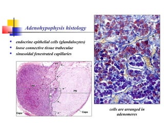 Adenohypophysis histology
 endocrine epithelial cells (glandulocytes)
 loose connective tissue trabeculae
 sinusoidal fenestrated capillaries
cells are arranged in
adenomeres
 