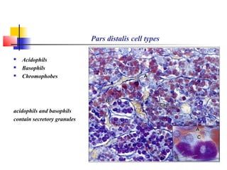 Pars distalis cell types
 Acidophils
 Basophils
 Chromophobes
acidophils and basophils
contain secretory granules
 