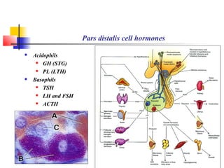 Pars distalis cell hormones
 Acidophils
 GH (STG)
 PL (LTH)
 Basophils
 TSH
 LH and FSH
 ACTH
 