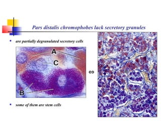 Pars distalis chromophobes lack secretory granules
 are partially degranulated secretory cells
 some of them are stem cells
⇔
 