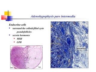 Adenohypophysis pars intermedia
Endocrine cells
 surround the colloid-filled cysts
pseudofollicles
 secrete hormones
 MSH
 LPH
 