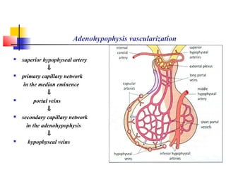 Adenohypophysis vascularization
 superior hypophyseal artery
⇓
 primary capillary network
in the median eminence
⇓
 portal veins
⇓
 secondary capillary network
in the adenohypophysis
⇓
 hypophyseal veins
 