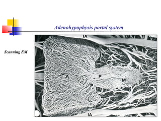 Adenohypophysis portal system
Scanning EM
 