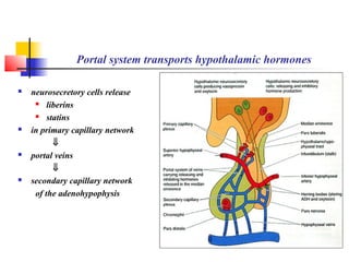Portal system transports hypothalamic hormones
 neurosecretory cells release
 liberins
 statins
 in primary capillary network
⇓
 portal veins
⇓
 secondary capillary network
of the adenohypophysis
 