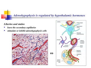 Adenohypophysis is regulated by hypothalamic hormones
Liberins and statins
 leave the secondary capillaries
 stimulate or inhibit adenohypophysis cells
⇔
 