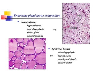 Endocrine gland tissue composition
 Nerves tissue:
hypothalamus
neurohypophysis
pineal gland
adrenal medulla
 Epithelial tissue:
adenohypophysis
thyroid gland
parathyroid glands
adrenal cortex
⇒
⇐
 