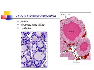 Thyroid histologic composition
 follicles
 connective tissue stroma
 capillaries
 