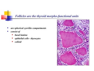 Follicles are the thyroid morpho-functional units
 are spherical cyst-like compartments
 consist of
 basal lamina
 epithelial cells - thyrocytes
 colloid
 
