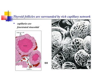 Thyroid follicles are surrounded by rich capillary network
 capillaries are
fenestrated sinusoidal
⇔
 
