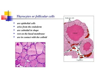 Thyrocytes or follicular cells
 are epithelial cells
 arise from the endoderm
 are cuboidal in shape
 rest on the basal membrane
 are in contact with the colloid
 
