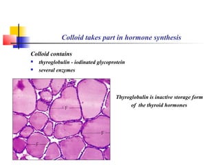 Colloid takes part in hormone synthesis
Colloid contains
 thyroglobulin - iodinated glycoprotein
 several enzymes
Thyroglobulin is inactive storage form
of the thyroid hormones
 