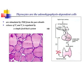Thyrocytes are the adenohypophysis-dependent cells
 are stimulated by TSH from the pars distalis
 release of T3 and T4 is regulated by
a simple feed-back system ⇒
 