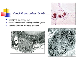 Parafollicular cells or C-cells
 arise from the neural crest
 occur in follicle wall or interfollicular spaces
 contain numerous secretory granules
 