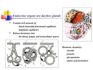 Endocrine organs are ductless glands
 Contain rich network of
blood sinusoidal fenestrated capillaries
lymphatic capillaries
 Release hormones into
the blood, lymph, and intracellular spaces
Hormone chemistry:
steroids
proteins
glycoproteins
amino acid derivatives
 
