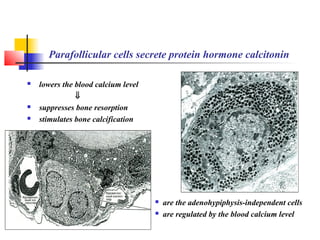 Parafollicular cells secrete protein hormone calcitonin
 lowers the blood calcium level
⇓
 suppresses bone resorption
 stimulates bone calcification
 are the adenohypiphysis-independent cells
 are regulated by the blood calcium level
 