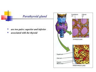 Parathyroid gland
 are two pairs: superior and inferior
 associated with the thyroid
 