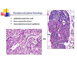 Parathyroid gland histology
 epithelial endocrine cells
 loose connective tissue
 sinusoidal fenestrated capillaries
⇔
 