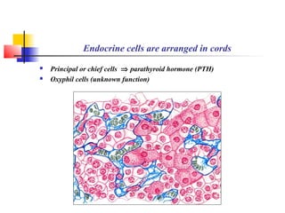 Endocrine cells are arranged in cords
 Principal or chief cells ⇒ parathyroid hormone (PTH)
 Oxyphil cells (unknown function)
 