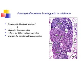 Parathyroid hormone is antagonist to calcitonin
 increases the blood calcium level
⇓
 stimulates bone resorption
 reduces the kidney calcium excretion
 activates the intestine calcium absorption
 