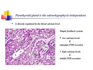 Parathyroid gland is the adenohypophysis-independent
 is directly regulated by the blood calcium level
Simple feedback system:
 low calcium levels
⇓
stimulate PTH secretion
 high calcium levels
⇓
inhibit PTH secretion
 