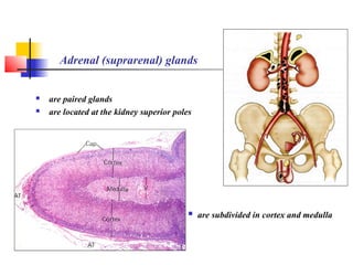 Adrenal (suprarenal) glands
 are paired glands
 are located at the kidney superior poles
 are subdivided in cortex and medulla
 