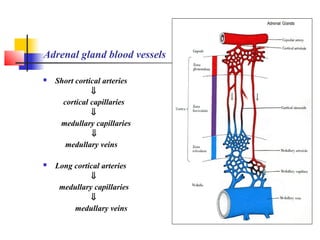 Adrenal gland blood vessels
 Short cortical arteries
⇓
cortical capillaries
⇓
medullary capillaries
⇓
medullary veins
 Long cortical arteries
⇓
medullary capillaries
⇓
medullary veins
 