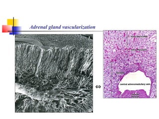 Adrenal gland vascularization
⇔
 