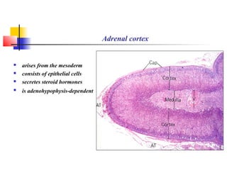 Adrenal cortex
 arises from the mesoderm
 consists of epithelial cells
 secretes steroid hormones
 is adenohypophysis-dependent
 