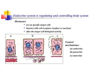 Endocrine system is regulating and controlling body system
Hormones

act on specific target cells

interact with cell receptors (surface or nuclear)

alter the target cell biological activity
Control
mechanisms:
(a) endocrine
(b) paracrine
(c) autocrine
 