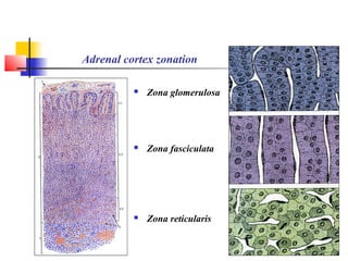 Adrenal cortex zonation
 Zona glomerulosa
 Zona fasciculata
 Zona reticularis
 